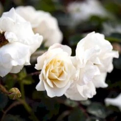 'Hampton™ Palace®' Rosa X 'Hampton™ Palace®' (Palacerose) A-Kvalitet,- Barrods Roser Min. 3 Grene -Osmoz Naturens Butik p292 51897 rosa x hampton palace palacerose 7daf