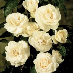 'Hampton™ Palace®' Rosa X 'Hampton™ Palace®' (Palacerose) A-Kvalitet,- Barrods Roser Min. 3 Grene -Osmoz Naturens Butik p292 51898 rosa x hampton palace palacerose 7611