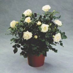 'Hampton™ Palace®' Rosa X 'Hampton™ Palace®' (Palacerose) A-Kvalitet,- Barrods Roser Min. 3 Grene -Osmoz Naturens Butik p292 51899 rosa x hampton palace palacerose 744b