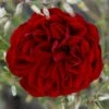 'Imperial™ Palace'® Rosa X 'Imperial™ Palace'® (Palacerose) A-Kvalitet,- Barrods Roser Min. 3 Grene -Osmoz Naturens Butik p293 51900 rosa x imperial palace palacerose dd45