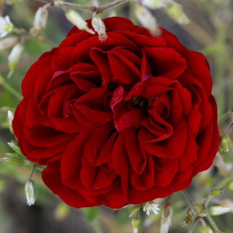 'Imperial™ Palace'® Rosa X 'Imperial™ Palace'® (Palacerose) A-Kvalitet,- Barrods Roser Min. 3 Grene 3 'Imperial™ Palace'® Rosa X 'Imperial™ Palace'® (Palacerose) A-Kvalitet,- Barrods Roser Min. 3 Grene