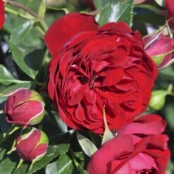 'Imperial™ Palace'® Rosa X 'Imperial™ Palace'® (Palacerose) A-Kvalitet,- Barrods Roser Min. 3 Grene 11 'Imperial™ Palace'® Rosa X 'Imperial™ Palace'® (Palacerose) A-Kvalitet,- Barrods Roser Min. 3 Grene -Osmoz Naturens Butik p293 51901 rosa x imperial palace palacerose 557b