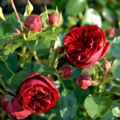 'Imperial™ Palace'® Rosa X 'Imperial™ Palace'® (Palacerose) A-Kvalitet,- Barrods Roser Min. 3 Grene 13 'Imperial™ Palace'® Rosa X 'Imperial™ Palace'® (Palacerose) A-Kvalitet,- Barrods Roser Min. 3 Grene -Osmoz Naturens Butik p293 51903 rosa x imperial palace palacerose 2ce1