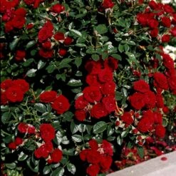'Imperial™ Palace'® Rosa X 'Imperial™ Palace'® (Palacerose) A-Kvalitet,- Barrods Roser Min. 3 Grene 14 'Imperial™ Palace'® Rosa X 'Imperial™ Palace'® (Palacerose) A-Kvalitet,- Barrods Roser Min. 3 Grene -Osmoz Naturens Butik p293 51904 rosa x imperial palace palacerose 5002