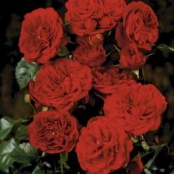 'Imperial™ Palace'® Rosa X 'Imperial™ Palace'® (Palacerose) A-Kvalitet,- Barrods Roser Min. 3 Grene 15 'Imperial™ Palace'® Rosa X 'Imperial™ Palace'® (Palacerose) A-Kvalitet,- Barrods Roser Min. 3 Grene -Osmoz Naturens Butik p293 51905 rosa x imperial palace palacerose c255