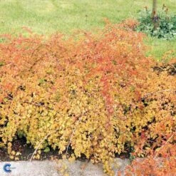 Kranstop 'Crispa' Stephanandra Incisa 'Crispa' 3,5 Liter Potte -Osmoz Naturens Butik p2943 47518 stephanandra incisa crispa deea