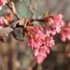 Kejserbusk 'Charles Lamont' Viburnum X Bodnantense 'Charles Lamont' 5 Liter Potte -Osmoz Naturens Butik p2950 47539 viburnum x bodnantense charles lamont c6ca