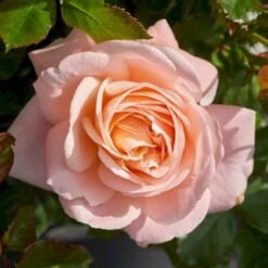 'Kalmar'™ Rosa X 'Kalmar'™ (Slotsrose) A-Kvalitet,- Barrods Roser Min. 3 Grene -Osmoz Naturens Butik p296 51807 rosa x kalmar slotsrose 82c5