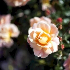 'Kalmar'™ Rosa X 'Kalmar'™ (Slotsrose) A-Kvalitet,- Barrods Roser Min. 3 Grene -Osmoz Naturens Butik p296 51808 rosa x kalmar slotsrose c908