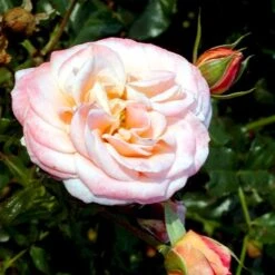 'Kalmar'™ Rosa X 'Kalmar'™ (Slotsrose) A-Kvalitet,- Barrods Roser Min. 3 Grene -Osmoz Naturens Butik p296 51809 rosa x kalmar slotsrose ca66