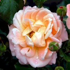 'Kalmar'™ Rosa X 'Kalmar'™ (Slotsrose) A-Kvalitet,- Barrods Roser Min. 3 Grene -Osmoz Naturens Butik p296 51810 rosa x kalmar slotsrose 049d