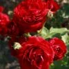 'Kronborg'™ Rosa X 'Kronborg'™ (Slotsrose) A-Kvalitet,- Barrods Roser Min. 3 Grene -Osmoz Naturens Butik p297 51812 rosa x kronborg slotsrose 652c