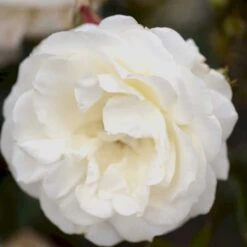 'La Paloma 85'® Rosa X 'La Paloma 85'® (Buketrose) A-Kvalitet,- Barrods Roser Min. 3 Grene -Osmoz Naturens Butik p298 51587 rosa x la paloma 85 buketrose 570a