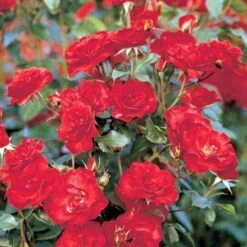 'La Sevillana' Rosa X 'La Sevillana' (Buketrose) A-Kvalitet,- Barrods Roser Min. 3 Grene -Osmoz Naturens Butik p299 51594 rosa x la sevillana buketrose b1bc