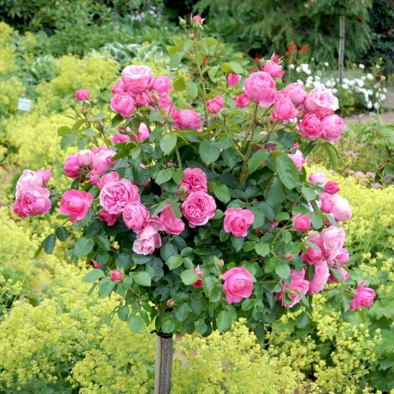 'Leonardo Da Vinci'® Rosa X 'Leonardo Da Vinci'® (Buketrose) A-Kvalitet,- Barrods Roser Min. 3 Grene 5 'Leonardo Da Vinci'® Rosa X 'Leonardo Da Vinci'® (Buketrose) A-Kvalitet,- Barrods Roser Min. 3 Grene - Billede 3