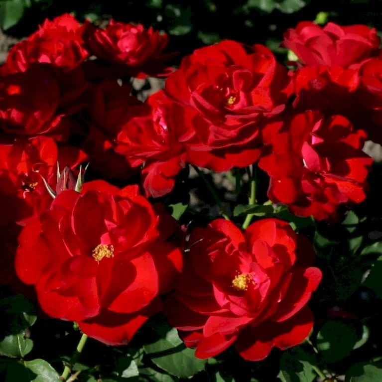 'Lilli Marleen'® Rosa X 'Lilli Marleen'® (Buketrose) A-Kvalitet,- Barrods Roser Min. 3 Grene 5 'Lilli Marleen'® Rosa X 'Lilli Marleen'® (Buketrose) A-Kvalitet,- Barrods Roser Min. 3 Grene - Billede 3