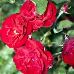 'Lilli Marleen'® Rosa X 'Lilli Marleen'® (Buketrose) A-Kvalitet,- Barrods Roser Min. 3 Grene 11 'Lilli Marleen'® Rosa X 'Lilli Marleen'® (Buketrose) A-Kvalitet,- Barrods Roser Min. 3 Grene -Osmoz Naturens Butik p302 53605 rosa x lilli marleen buketrose 5654