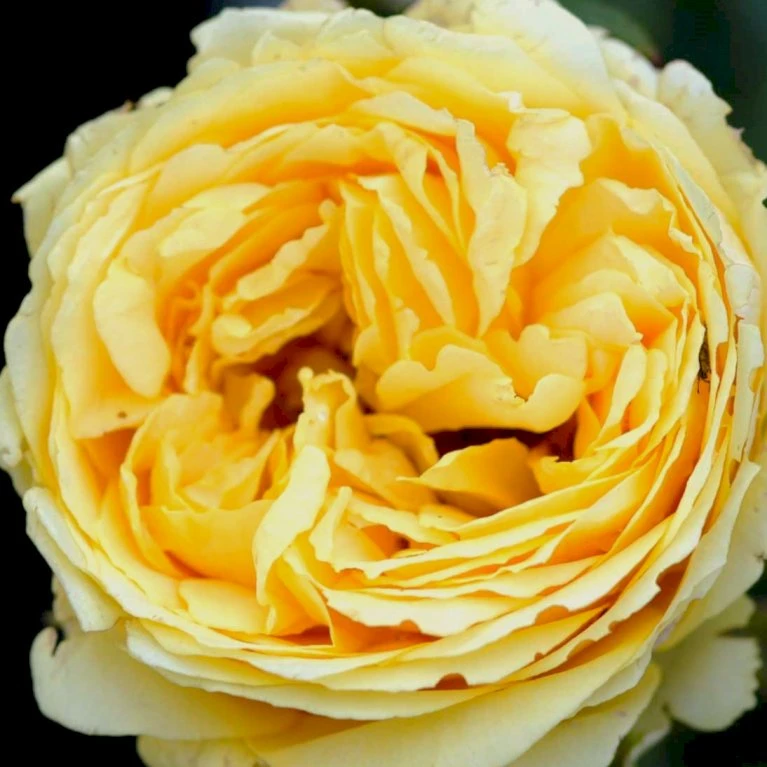 'Marselisborg'™ Rosa X 'Marselisborg'™ (Slotsrose) A-Kvalitet,- Barrods Roser Min. 3 Grene 5 'Marselisborg'™ Rosa X 'Marselisborg'™ (Slotsrose) A-Kvalitet,- Barrods Roser Min. 3 Grene - Billede 3