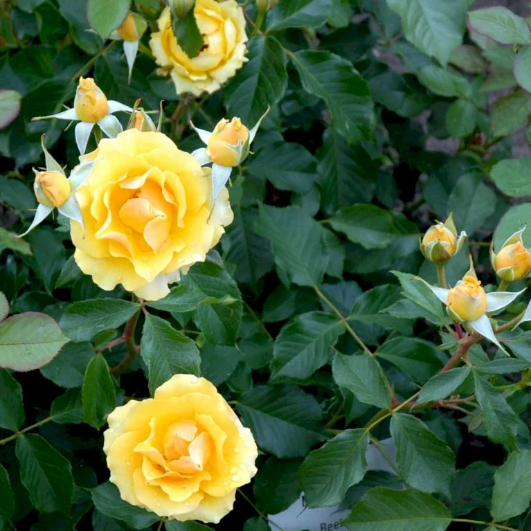 'Marselisborg'™ Rosa X 'Marselisborg'™ (Slotsrose) A-Kvalitet,- Barrods Roser Min. 3 Grene 6 'Marselisborg'™ Rosa X 'Marselisborg'™ (Slotsrose) A-Kvalitet,- Barrods Roser Min. 3 Grene - Billede 4