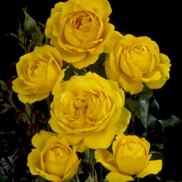 'Marselisborg'™ Rosa X 'Marselisborg'™ (Slotsrose) A-Kvalitet,- Barrods Roser Min. 3 Grene 7 'Marselisborg'™ Rosa X 'Marselisborg'™ (Slotsrose) A-Kvalitet,- Barrods Roser Min. 3 Grene - Billede 5