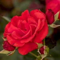 'Montana'® Rosa X 'Montana'® (Buketrose) A-Kvalitet,- Barrods Roser Min. 3 Grene -Osmoz Naturens Butik p307 54028 rosa x montana buketrose 1fba
