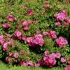'Heidetraum' Rosa X 'Heidetraum' (Bunddækkerose) A-Kvalitet,- Barrods Roser Min. 3 Grene -Osmoz Naturens Butik p3086 51527 rosa x heidetraum bunddaekkerose d5c8