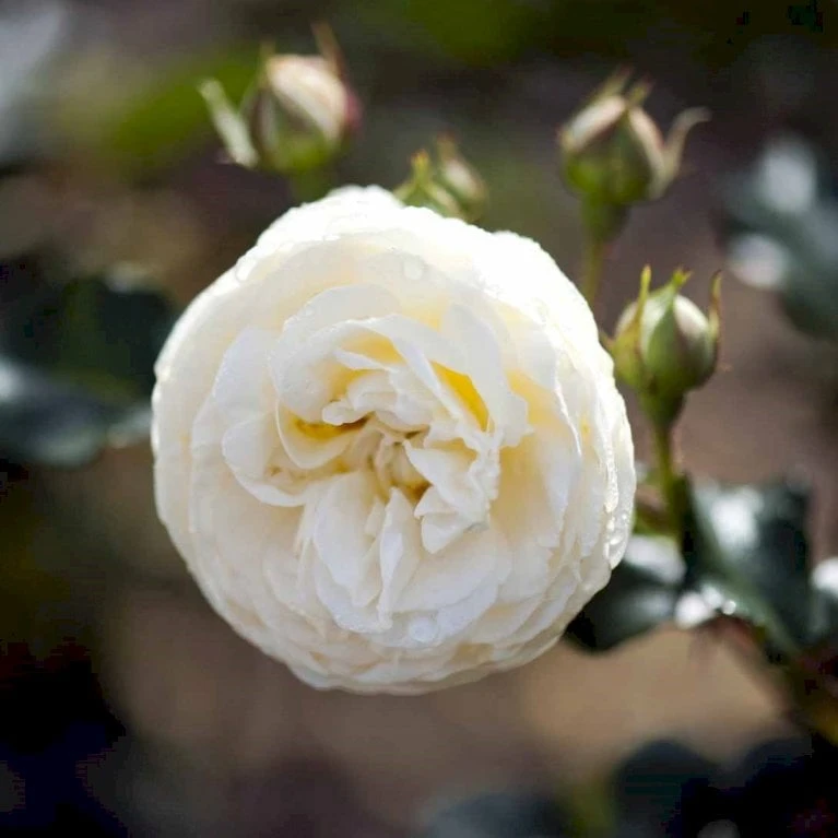 'Artemis'® Rosa X 'Artemis'® (Storblomstrende) A-Kvalitet,- Barrods Roser Min. 3 Grene 3 'Artemis'® Rosa X 'Artemis'® (Storblomstrende) A-Kvalitet,- Barrods Roser Min. 3 Grene