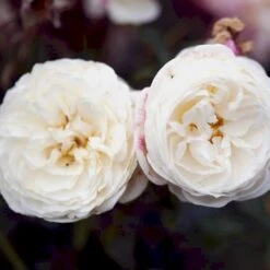 'Artemis'® Rosa X 'Artemis'® (Storblomstrende) A-Kvalitet,- Barrods Roser Min. 3 Grene 10 'Artemis'® Rosa X 'Artemis'® (Storblomstrende) A-Kvalitet,- Barrods Roser Min. 3 Grene -Osmoz Naturens Butik p30886 52307 rosa x artemis storblomstrende e0c8