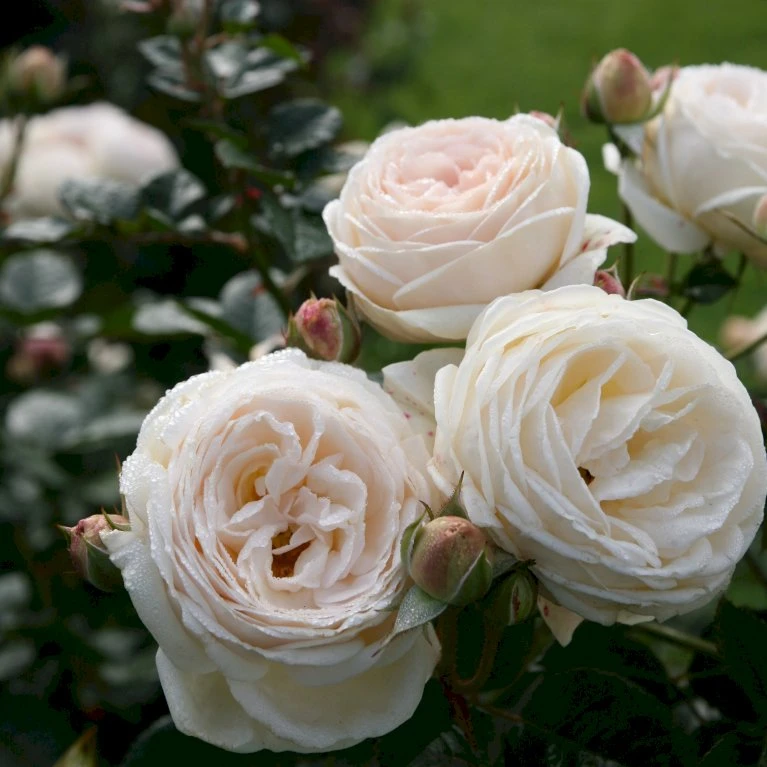 'Artemis'® Rosa X 'Artemis'® (Storblomstrende) A-Kvalitet,- Barrods Roser Min. 3 Grene 6 'Artemis'® Rosa X 'Artemis'® (Storblomstrende) A-Kvalitet,- Barrods Roser Min. 3 Grene - Billede 4