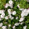 'Splendens' (syn. Ayrshire Queen) Rosa Arvensis 'Splendens' (Slyngrose) A-Kvalitet,- Barrods Roser Min. 3 Grene -Osmoz Naturens Butik p30887 52906 rosa arvensis splendens slyngrose 3a3c