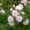 'Blush Noisette' Rosa X 'Blush Noisette' (Buskrose) A-Kvalitet,- Barrods Roser Min. 3 Grene -Osmoz Naturens Butik p30895 52311 rosa x blush noisette buskrose 3648