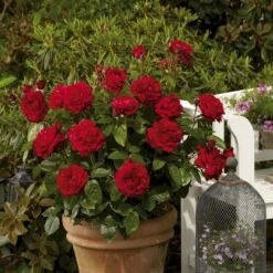 'Capricia™ Renaissance'® Rosa X 'Capricia™ Renaissance'® (Renaissancerose) A-Kvalitet,- Barrods Roser Min. 3 Grene