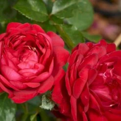 'Capricia™ Renaissance'® Rosa X 'Capricia™ Renaissance'® (Renaissancerose) A-Kvalitet,- Barrods Roser Min. 3 Grene -Osmoz Naturens Butik p30909 52126 rosa x capricia renaissance renaissancerose f78e