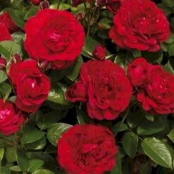 'Capricia™ Renaissance'® Rosa X 'Capricia™ Renaissance'® (Renaissancerose) A-Kvalitet,- Barrods Roser Min. 3 Grene -Osmoz Naturens Butik p30909 52127 rosa x capricia renaissance renaissancerose 1d50