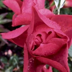 'Cinco De Mayo' Rosa X 'Cinco De Mayo' (Buketrose) A-Kvalitet,- Barrods Roser Min. 3 Grene 10 'Cinco De Mayo' Rosa X 'Cinco De Mayo' (Buketrose) A-Kvalitet,- Barrods Roser Min. 3 Grene -Osmoz Naturens Butik p30915 51460 rosa cinco de mayo buketrose ec12