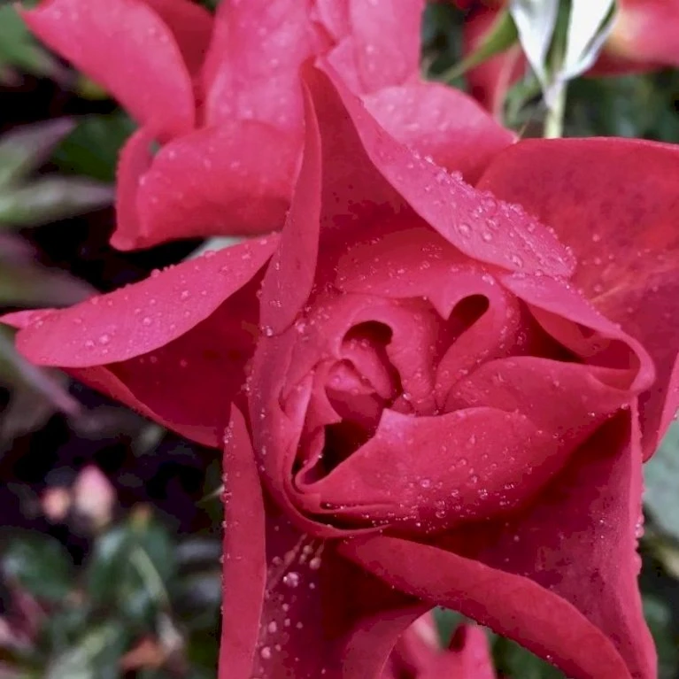 'Cinco De Mayo' Rosa X 'Cinco De Mayo' (Buketrose) A-Kvalitet,- Barrods Roser Min. 3 Grene 5 'Cinco De Mayo' Rosa X 'Cinco De Mayo' (Buketrose) A-Kvalitet,- Barrods Roser Min. 3 Grene - Billede 3