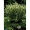 Stribet Elefantgræs 'Variegatus' Miscanthus Sinensis 'Variegatus' 3,0 Liter Potte -Osmoz Naturens Butik p3095 2376 miscanthus sinensis variegatus 936d