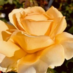 'Julia Child' Rosa X 'Julia Child' (Buketrose) A-Kvalitet,- Barrods Roser Min. 3 Grene -Osmoz Naturens Butik p30983 51574 rosa x julia child buketrose bfbf