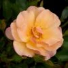 'Linnaeus'™ Rosa X 'Linnaeus'™ (Bunddækkerose) A-Kvalitet,- Barrods Roser Min. 3 Grene 1 'Linnaeus'™ Rosa X 'Linnaeus'™ (Bunddækkerose) A-Kvalitet,- Barrods Roser Min. 3 Grene -Osmoz Naturens Butik p31002 52078 rosa x linnaeus bunddaekkerose 1ed6