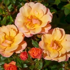 'Linnaeus'™ Rosa X 'Linnaeus'™ (Bunddækkerose) A-Kvalitet,- Barrods Roser Min. 3 Grene -Osmoz Naturens Butik p31002 52079 rosa x linnaeus bunddaekkerose 32db