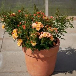 'Linnaeus'™ Rosa X 'Linnaeus'™ (Bunddækkerose) A-Kvalitet,- Barrods Roser Min. 3 Grene -Osmoz Naturens Butik p31002 52081 rosa x linnaeus bunddaekkerose f96e