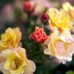 'Linnaeus'™ Rosa X 'Linnaeus'™ (Bunddækkerose) A-Kvalitet,- Barrods Roser Min. 3 Grene -Osmoz Naturens Butik p31002 52083 rosa x linnaeus bunddaekkerose 45b0