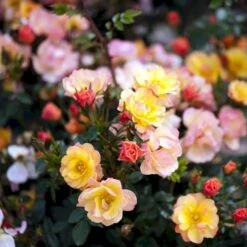 'Linnaeus'™ Rosa X 'Linnaeus'™ (Bunddækkerose) A-Kvalitet,- Barrods Roser Min. 3 Grene -Osmoz Naturens Butik p31002 52084 rosa x linnaeus bunddaekkerose a28a