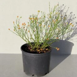 'Linnaeus'™ Rosa X 'Linnaeus'™ (Bunddækkerose) A-Kvalitet,- Barrods Roser Min. 3 Grene -Osmoz Naturens Butik p31002 52086 rosa x linnaeus bunddaekkerose 20bc