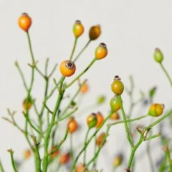 'Linnaeus'™ Rosa X 'Linnaeus'™ (Bunddækkerose) A-Kvalitet,- Barrods Roser Min. 3 Grene -Osmoz Naturens Butik p31002 52087 rosa x linnaeus bunddaekkerose 8ed5