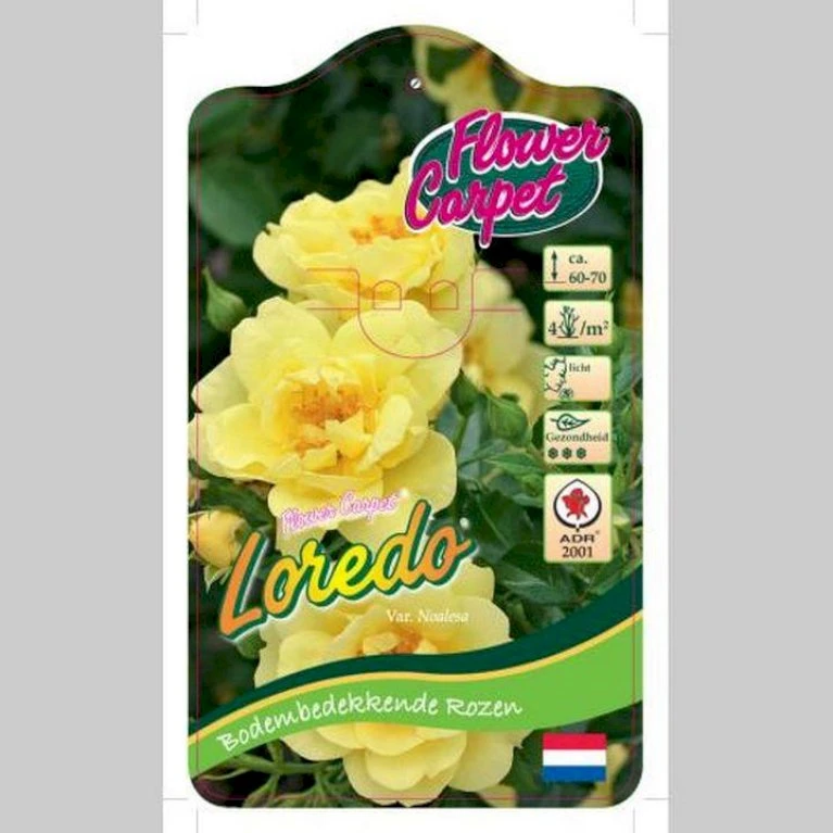 'Loredo' Rosa 'Loredo' 3,0 Liter Potte 3 'Loredo' Rosa 'Loredo' 3,0 Liter Potte