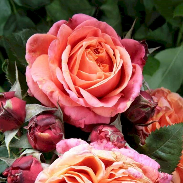 'Mary Ann'® Rosa X 'Mary Ann'® (Storblomstrende) A-Kvalitet,- Barrods Roser Min. 3 Grene 3 'Mary Ann'® Rosa X 'Mary Ann'® (Storblomstrende) A-Kvalitet,- Barrods Roser Min. 3 Grene
