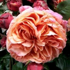 'Mary Ann'® Rosa X 'Mary Ann'® (Storblomstrende) A-Kvalitet,- Barrods Roser Min. 3 Grene 8 'Mary Ann'® Rosa X 'Mary Ann'® (Storblomstrende) A-Kvalitet,- Barrods Roser Min. 3 Grene -Osmoz Naturens Butik p31018 53340 rosa x mary ann storblomstrende c8b0