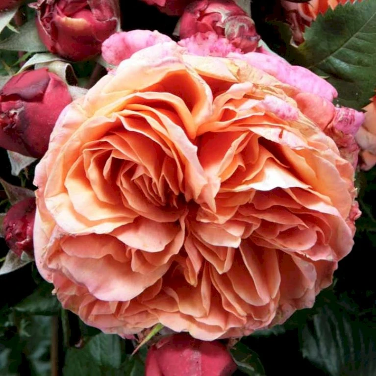'Mary Ann'® Rosa X 'Mary Ann'® (Storblomstrende) A-Kvalitet,- Barrods Roser Min. 3 Grene 5 'Mary Ann'® Rosa X 'Mary Ann'® (Storblomstrende) A-Kvalitet,- Barrods Roser Min. 3 Grene - Billede 3