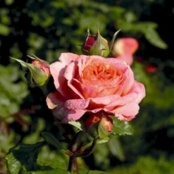 'Mary Ann'® Rosa X 'Mary Ann'® (Storblomstrende) A-Kvalitet,- Barrods Roser Min. 3 Grene 9 'Mary Ann'® Rosa X 'Mary Ann'® (Storblomstrende) A-Kvalitet,- Barrods Roser Min. 3 Grene -Osmoz Naturens Butik p31018 53985 rosa x mary ann storblomstrende cb00